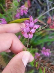 Erica ciliaris