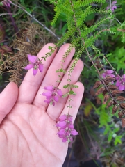 Erica ciliaris
