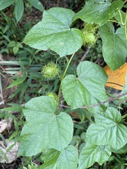 Passiflora vesicaria