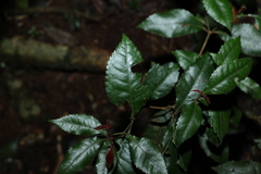 Pseudoweinmannia lachnocarpa