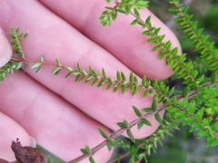 Erica ciliaris