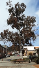 Eucalyptus mannifera mannifera