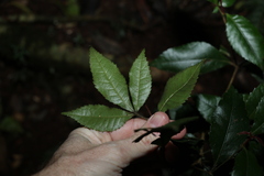 Pseudoweinmannia lachnocarpa