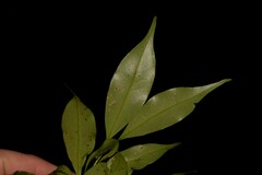 Cryptocarya meisneriana