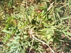Glycyrrhiza