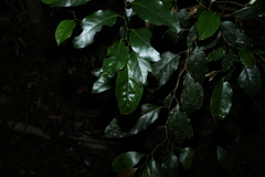 Cryptocarya erythroxylon