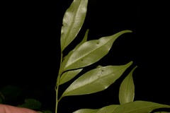 Cryptocarya meisneriana