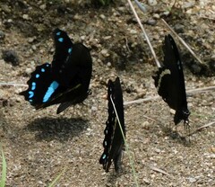 Papilio nireus