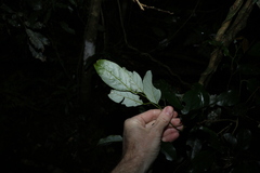 Cryptocarya erythroxylon