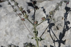 Cynoglossum columnae