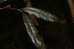 Beilschmiedia elliptica