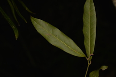 Beilschmiedia elliptica