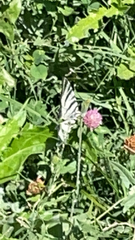 Iphiclides podalirius