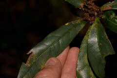 Beilschmiedia elliptica