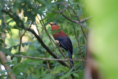 Yellow-billed Malkoha (Rhamphococcyx calyorhynchus), photo 4