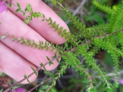 Erica ciliaris
