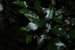 Cryptocarya erythroxylon