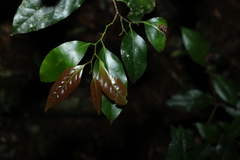 Cryptocarya erythroxylon