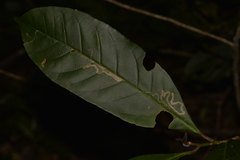 Quintinia verdonii