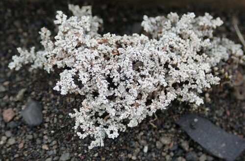 drevkatcovité (Stereocaulaceae)