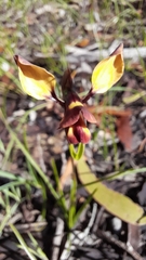 Diuris orientis
