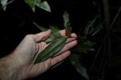 Meiogyne stenopetala