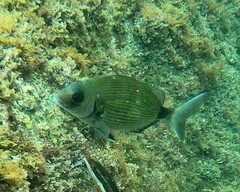 Diplodus sargus