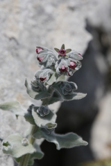 Cynoglossum columnae