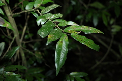 Meiogyne stenopetala