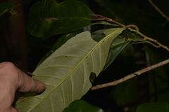 Quintinia verdonii
