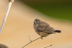 Spermestes cucullata