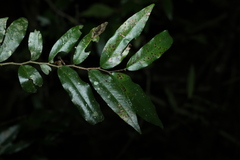 Meiogyne stenopetala