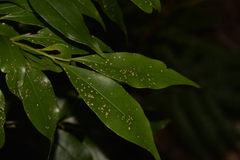 Cryptocarya meisneriana