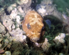 Arothron stellatus