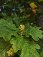 Quercus robur