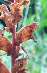 Orobanche alba