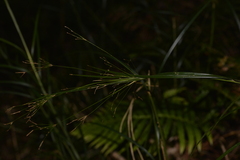 Exocarya sclerioides