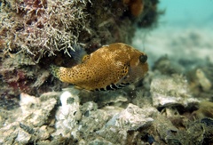 Arothron stellatus