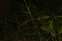 Exocarya sclerioides