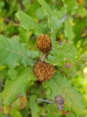 Andricus foecundatrix