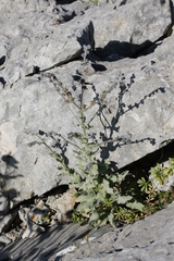 Cynoglossum columnae