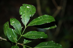 Rhysotoechia bifoliolata