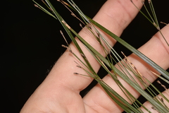 Exocarya sclerioides