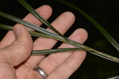 Exocarya sclerioides