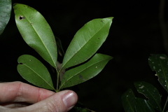 Rhysotoechia bifoliolata