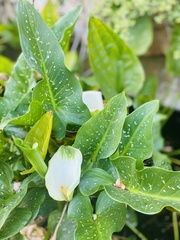 Zantedeschia