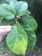 Ficus erecta beecheyana