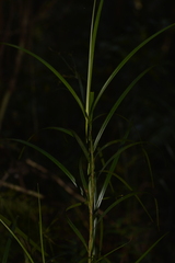 Exocarya sclerioides