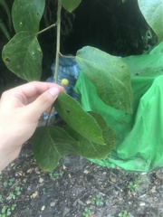 Ficus erecta beecheyana