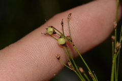 Exocarya sclerioides